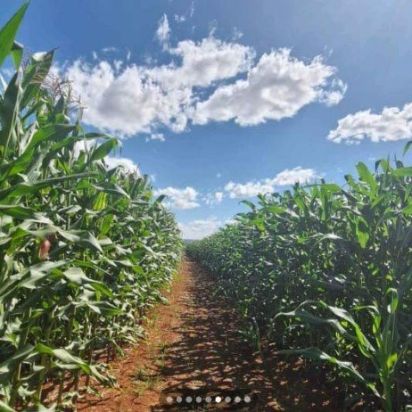 Fazenda - Venda - rea Rural de Paracatu - Paracatu - MG